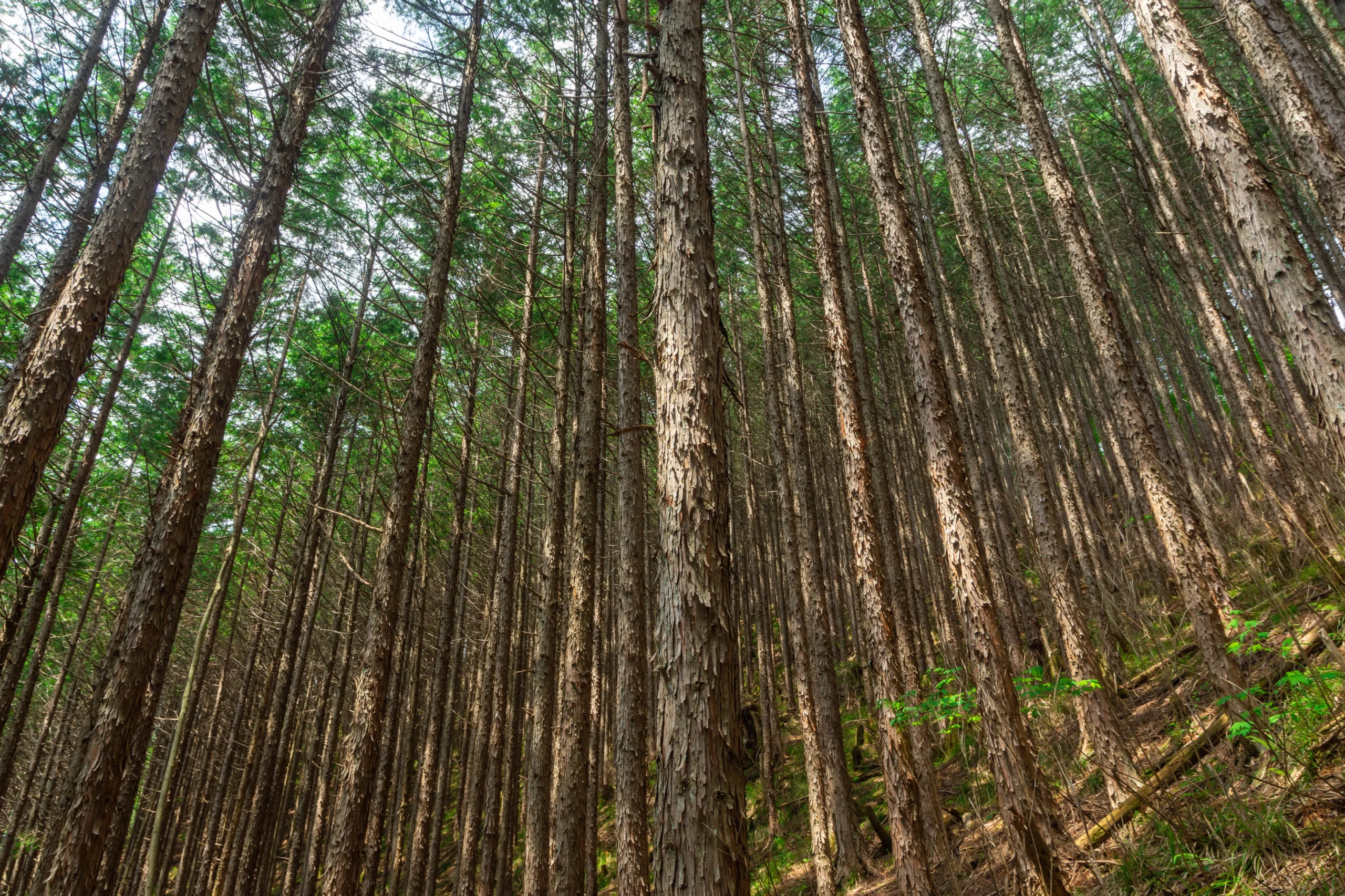 桧